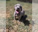 Small #2 Mutt