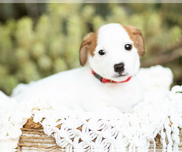 Medium Photo #5 Dachshund Puppy For Sale in Corona, CA, USA