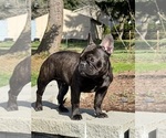 Small #2 French Bulldog