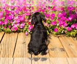 Small #24 Schnauzer (Miniature)