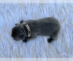 Small Photo #26 French Bulldog Puppy For Sale in HAYWARD, CA, USA