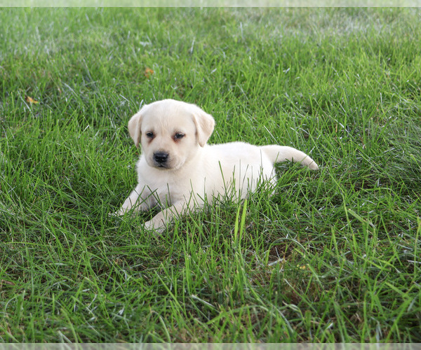 Medium Photo #5 Labrador Retriever Puppy For Sale in SYRACUSE, IN, USA