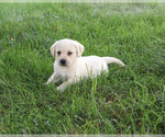 Small #4 Labrador Retriever