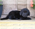 Small #2 Newfoundland
