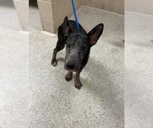 German Shepherd Dog-Unknown Mix Dogs for adoption in Conroe, TX, USA