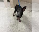 Small German Shepherd Dog Mix