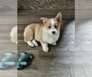 Pembroke Welsh Corgi Puppy for sale in SALEM, VA, USA