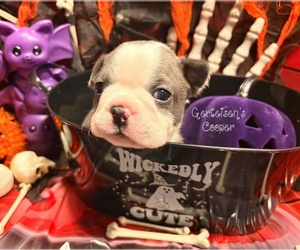 Boston Terrier Puppy for sale in NEWBURGH, IN, USA