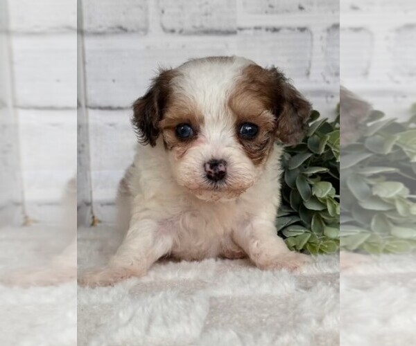 Medium Photo #2 Poodle (Toy) Puppy For Sale in MIRAMAR, FL, USA