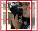 Small Photo #15 Pembroke Welsh Corgi Puppy For Sale in LOGAN, NM, USA