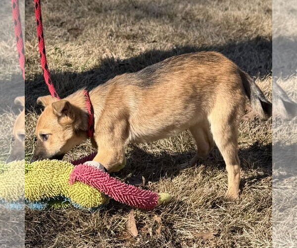 Medium Photo #2 Mutt Puppy For Sale in Yardley, PA, USA