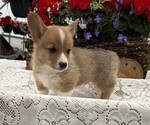 Image preview for Ad Listing. Nickname: Charlie
