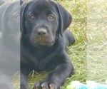 Puppy Bowie Labrador Retriever