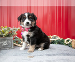 Small Photo #7 Miniature Australian Shepherd Puppy For Sale in MILLERSBURG, OH, USA