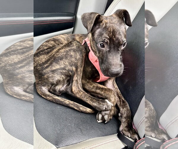 Medium Photo #2 Mutt Puppy For Sale in Columbus, IN, USA