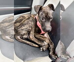 Small #1 Mutt
