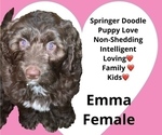 Puppy Emma Springerdoodle