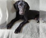 Small Photo #6 Labrador Retriever-Unknown Mix Puppy For Sale in Coldwater, MI, USA