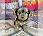 Small #3 Morkie