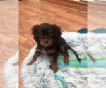 Small #6 Cavalier King Charles Spaniel