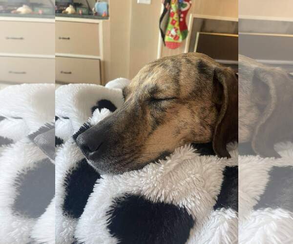 Medium Photo #5 Mountain Cur-Unknown Mix Puppy For Sale in Rockaway, NJ, USA