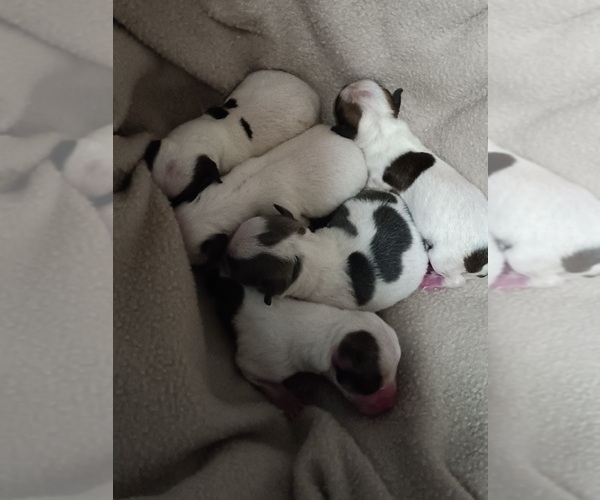Medium Photo #2 Chihuahua Puppy For Sale in MURPHY, NC, USA