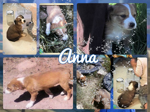 Border Collie Puppy for sale in EGNAR, CO, USA