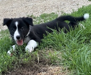 Medium Border-Aussie