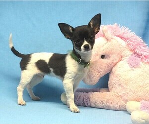 Chihuahua Puppy for sale in CABOOL, MO, USA