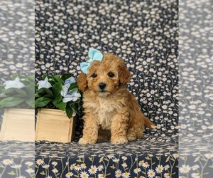 Poovanese Puppy for sale in KIRKWOOD, PA, USA