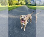 Small #11 American Pit Bull Terrier-Labrador Retriever Mix