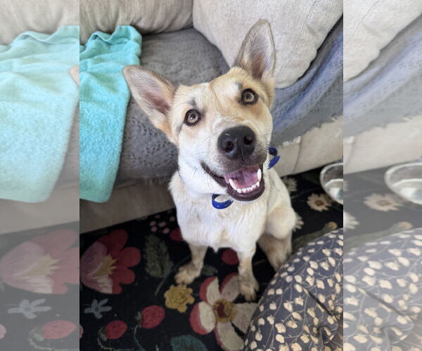 Medium Photo #4 Mutt Puppy For Sale in Greenville, SC, USA