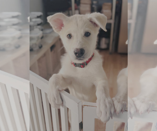 Medium Photo #2 Pyrenees Husky Puppy For Sale in Bellevue, WA, USA