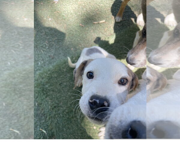 Medium Photo #2 Mutt Puppy For Sale in Tracy City, TN, USA