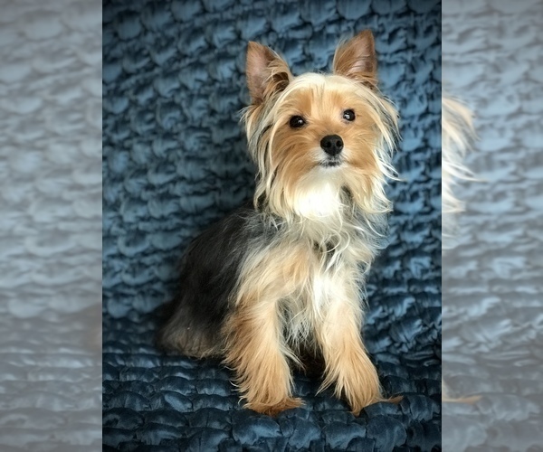 Medium Photo #8 Yorkshire Terrier Puppy For Sale in WOODSTOCK, CT, USA