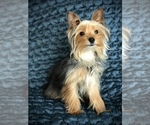 Small Photo #8 Yorkshire Terrier Puppy For Sale in WOODSTOCK, CT, USA
