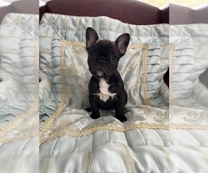 French Bulldog Puppy for sale in HUGO, MN, USA