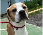 Small #9 Boxer Mix
