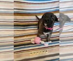 Small #17 Mutt