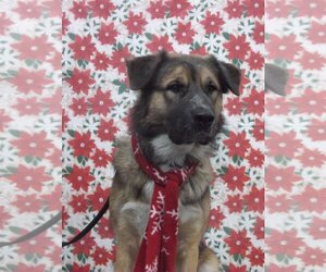 German Shepherd Dog-Unknown Mix Dogs for adoption in Cupertino, CA, USA