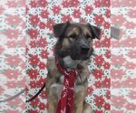 Small Photo #1 German Shepherd Dog-Unknown Mix Puppy For Sale in Cupertino, CA, USA