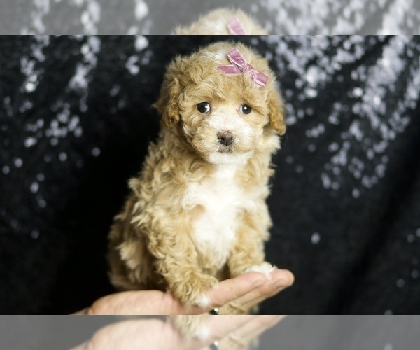 Medium Photo #2 Maltipoo Puppy For Sale in WARSAW, IN, USA
