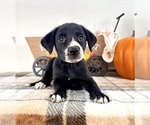 Small #2 Border Collie