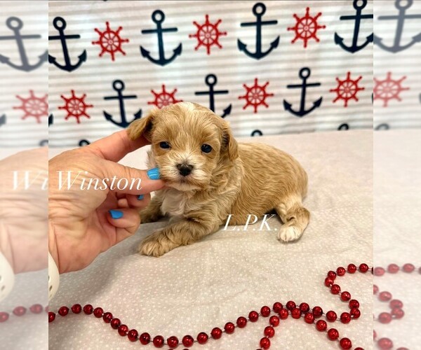 Medium Photo #1 Maltipoo (Miniature) Puppy For Sale in WINNSBORO, LA, USA