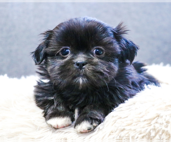 Medium Photo #1 Shih Tzu Puppy For Sale in SYRACUSE, IN, USA