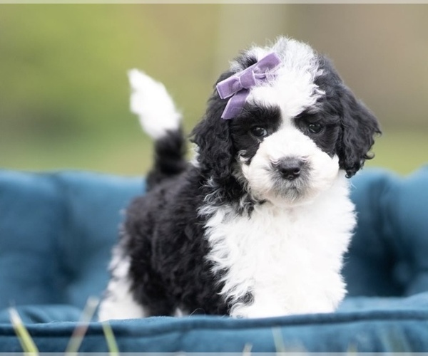 Medium Photo #1 Maltipoo (Miniature) Puppy For Sale in NEWPORT NEWS, VA, USA