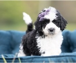 Small Maltipoo (Miniature)