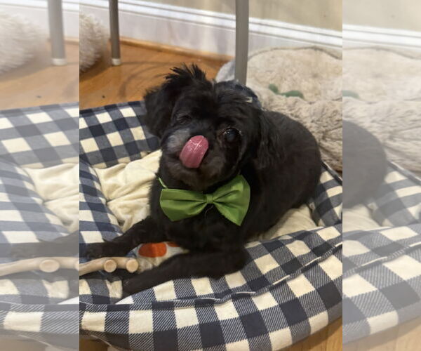 Medium Photo #1 Maltese-Unknown Mix Puppy For Sale in Pacolet, SC, USA