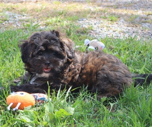 Medium Photo #1 ShihPoo Puppy For Sale in THORP, WI, USA