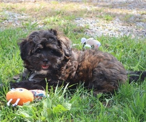 ShihPoo Puppy for Sale in THORP, Wisconsin USA